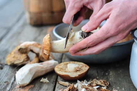 Cleaning process of edible forest mushrooms with man handsの写真素材