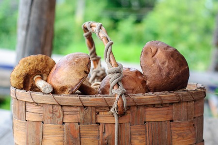 Picked edible forest mushrooms on wooden backgroundの写真素材