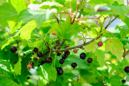 Black berries on the green backgroundの写真素材