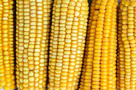 Dried corn on the old rustic tableの写真素材