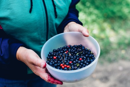 Dirty woman hands holding bowl of forest blueberryの写真素材