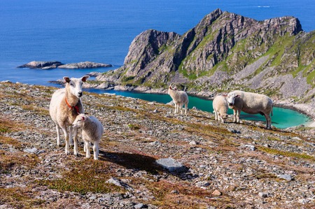 Sheep family with lambs in mountains near sea. Norway, Europeの写真素材