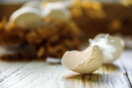 White eggs in the nest with cracked shell near it. Feather of bird and branchesの写真素材