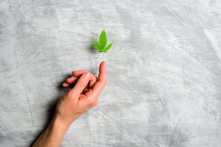 Hand with hemp leaf on grey concrete backgroundの写真素材