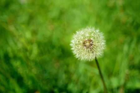 Macro dandelion with seeds on green backgroundの写真素材