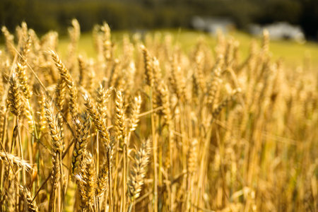 Wheat ears at golden field. Sunny dummer day. Harvesting