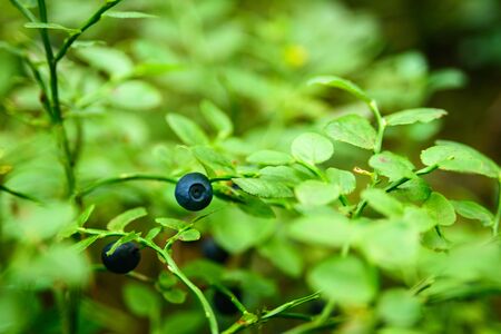 Growing blueberry on a bush in an Estonian forest. Summer harvesting season. Pure northern natureの写真素材
