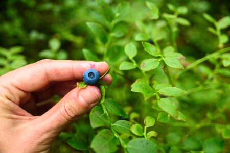 Woman hand picking wild blueberries from bush in Estonian forest. Summer harvesting season. Pure northern natureの写真素材