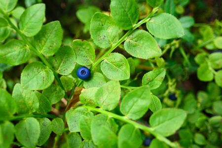 Growing blueberry on a bush in an Estonian forest. Summer harvesting season. Pure northern natureの写真素材