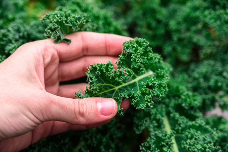 Growing kale cabbage close up with woman hand. Fresh, vibrant and green with soft focus