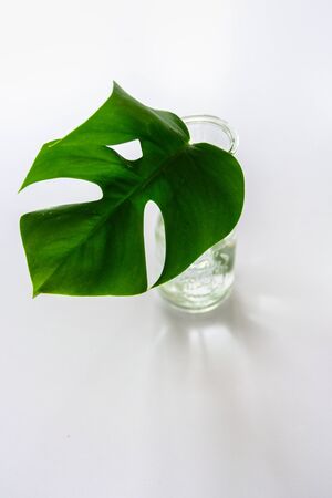 Monstera tropical leaf in glass vase on light grey background. Minimalismの写真素材