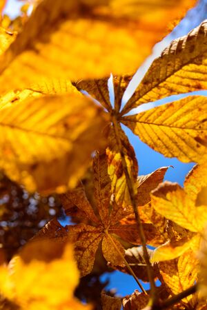 Yellow leaves of chestnut with pieces of blue sky. Golden autumn, sunny dayの写真素材