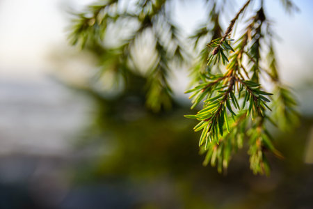 Christmas tree branch growing on sun light