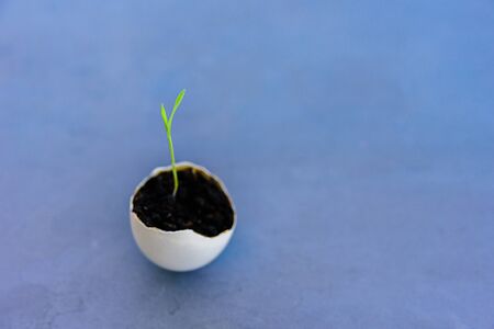 Egg shell with growing sprout. Spring and Easter conceptの写真素材
