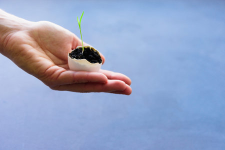 Egg shell with growing sprout in woman hands. Spring and Easter concept