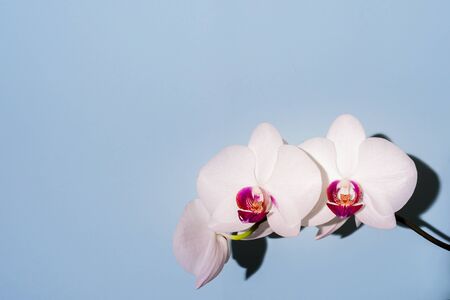 White orchid flowers on light blue. Hard lightの写真素材