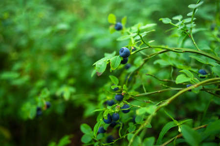 Growing blueberry on a bush in an Estonian forest. Summer harvesting season. Pure northern natureの写真素材