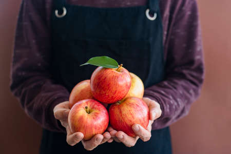 Man gardener in apron and brown sweater holding fresh applesの写真素材