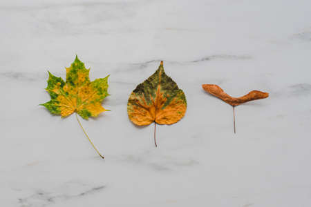 Colorful dry Autumn leaves on marble background. Flat lay, top viewの写真素材