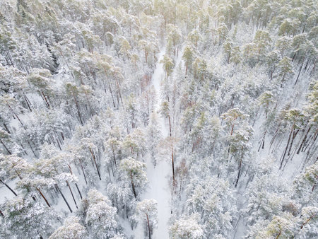 Winter road through snowy forest from above. Drone view