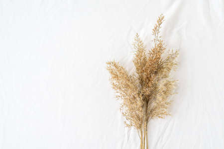Dry reeds pampas grass on white wrinkled sheet backgroundの写真素材