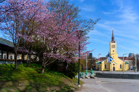St.John Church or Jaani Kirik on Freedom square, Tallinn, Estonia at spring with blossoming cherry treesの写真素材