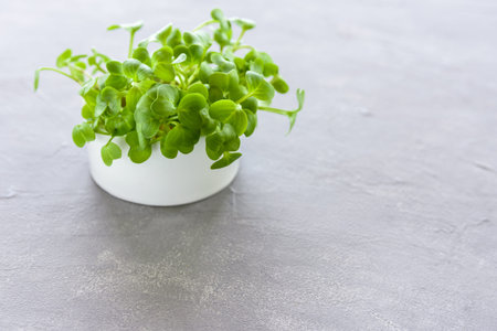 Microgreens of radish in ceramic pot on grey backgroundの写真素材