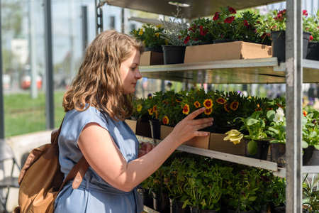 Woman choosing garden flowers on farmers market at sunny dayの写真素材