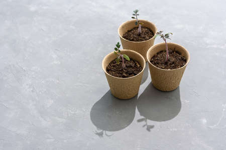 Biodegradable paper seed or plant pots with tomato sprouts close up on concrete grey backgroundの写真素材
