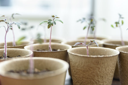 Biodegradable paper seed or plant pots with tomato sprouts close upの写真素材