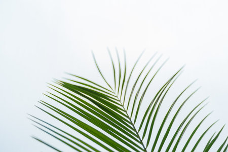 Green palm leaf on light grey backgroundの写真素材