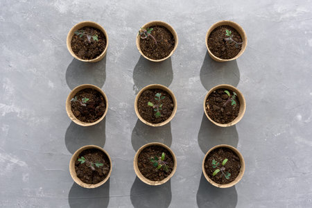 Biodegradable paper seed or plant pots with tomato sprouts close up on concrete grey background