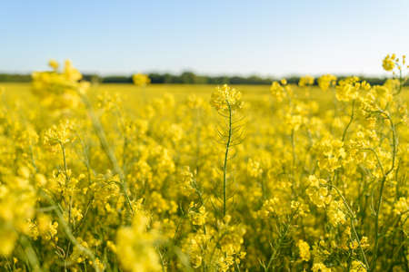 Field of yellow blossoming rapeseed at summer sunny evening in Estoniaの写真素材