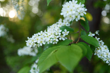 Bird cherry white flowers growing on tree at sunsetの写真素材