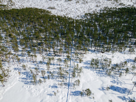 Aerial view to hiking trail in winter bog and forest snow covered in Estonia