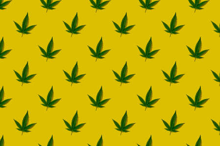 Cannabis green leaves pattern on yellow backgroundの写真素材