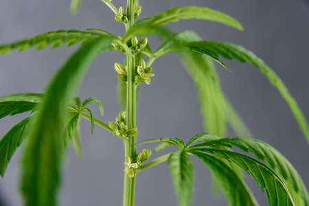 Cannabis plant with leaves and seeds close up on grey backgroundの写真素材