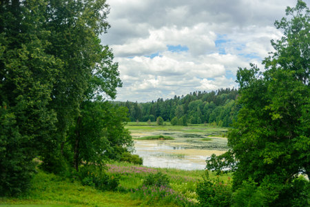View to forest lake in Estonia at summerの写真素材