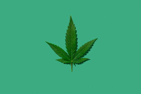 Cannabis green leaf on green background