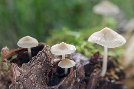 Non-edible white mushrooms in forest