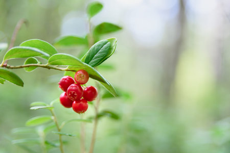 Growing cowberry in forest on bush