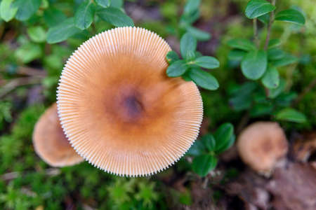 Non-edible mushrooms growing at forest on mossの写真素材