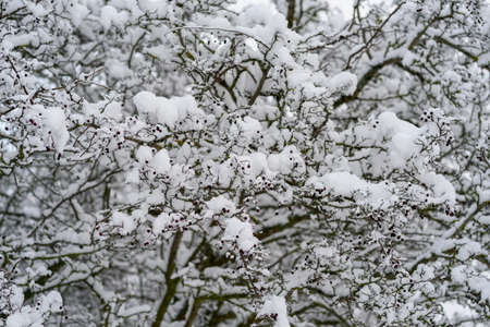 Snow covered tree branches at winter dayの写真素材