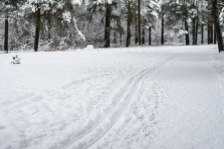 Ski track at winter forest. Snow covered treesの写真素材