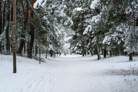 Ski track at winter forest. Snow covered treesの写真素材