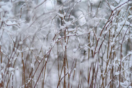 Snow covered tree branches at winter dayの写真素材