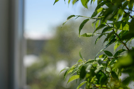 Sprinkling houseplants with water, hydration with spray bottle