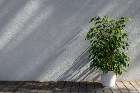 Pots with home plants on terrace outside with sun shiningの写真素材