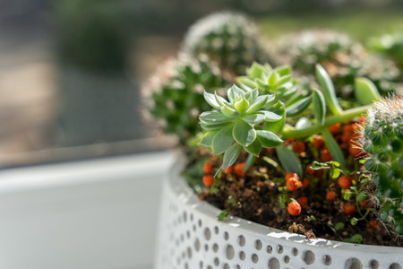 Pot with succulent rosette assorted close upの写真素材