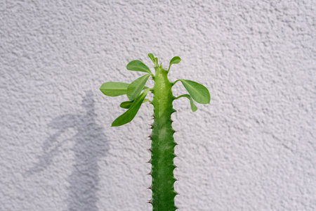 Houseplant Euphorbia trigona or African milk tree with fresh young leaves on topの写真素材